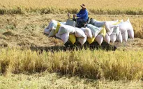 Giá lúa ở Đồng bằng sông Cửu Long đồng loạt tăng
