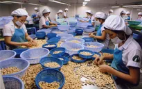 Nhiều DN xuất khẩu điều có nguy cơ mất hàng trăm triệu USD: Thủ tướng chỉ đạo khẩn trương tháo gỡ