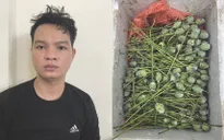Phát hiện hơn 30kg cây thuốc phiện tươi đang được mang đi bán cho khách
