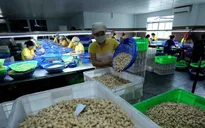 100 container điều xuất sang Italy có nguy cơ bị lừa: Bài học đắt giá cho nhà xuất khẩu Việt