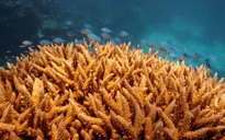 UNESCO xếp rạn san hô Great Barrier bị tẩy trắng vào danh sách "đang gặp nguy hiểm"?