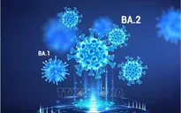 Nguy cơ biến thể BA.2 gây làn sóng lây nhiễm mới tại Mỹ