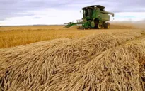 Ngành nông nghiệp châu Âu lao đao vì xung đột tại Ukraine