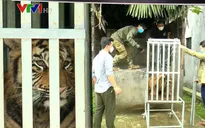 Chuyển 7 con hổ giải cứu ở Nghệ An về Quảng Bình