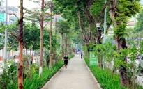 Hà Nội: Tham vấn ý kiến chuyên gia trước khi thay thế cây hoa sữa ở một số khu vực