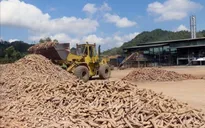 Hiệp hội sắn Việt Nam kiến nghị gỡ khó vì quy định thuế