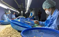 Vụ 100 container hạt điều: 8 container điều được chuyển bán sang Hà Lan