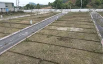 Hà Nội “siết” phân lô, tách thửa