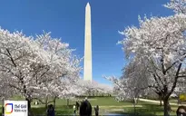 Hoa anh đào nở bung trên đất Mỹ, du khách nườm nượp ghé thăm
