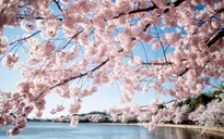 Nở bung sắc trắng, sắc hồng rực rỡ tại lễ hội hoa anh đào ở thủ đô nước Mỹ