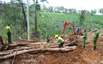 Thêm gần 2 ha rừng bị tàn phá tại Lâm Đồng