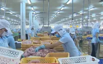 Thêm doanh nghiệp xuất khẩu cá tra, cá basa không bị Mỹ áp thuế chống bán phá giá