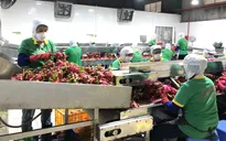 Xuất khẩu rau quả giảm mạnh