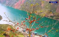 Rực rỡ mùa hoa Mộc miên trên cao nguyên đá Hà Giang
