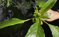Ăn nhầm ngọn hoa chuông, 10 người bị ngộ độc
