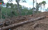Phó Thủ tướng yêu cầu xử lý nghiêm tình trạng phá rừng ở Lâm Đồng sau phản ánh của VTV