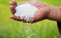 Nguồn cung phân bón gặp khó, nông dân làm gì để thích ứng?