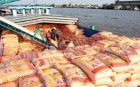 Nhiều cơ hội xuất khẩu gạo chất lượng cao sang EU