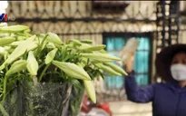 Hoa loa kèn tinh khôi gọi tháng 4 về trên phố Hà Nội