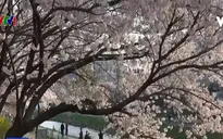 Người dân Hàn Quốc đổ xô đi ngắm hoa anh đào