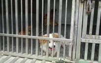 Tỷ lệ tiêm phòng dại cho chó mèo chỉ đạt 40%