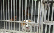 Hà Nội thành lập các đội bắt chó thả rông