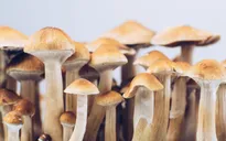 Hợp chất gây ảo giác của nấm ma thuật giúp “mở ra” não bộ của người trầm cảm