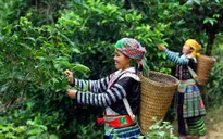 Chuẩn hoá chất lượng dòng chè Shan Tuyết hướng đến xuất khẩu