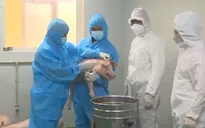 Tiêm thử nghiệm vaccine dịch tả lợn châu Phi