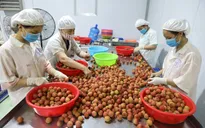 Nâng cao chất lượng, xúc tiến xuất khẩu vải thiều vào thị trường Mỹ