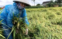 Thủ tướng yêu cầu tập trung khắc phục hậu quả mưa lũ bất thường tại miền Trung