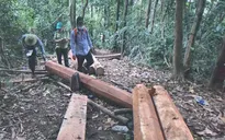 Một ngày bắt giữ 3 vụ phá rừng