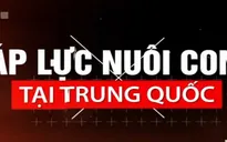 Vì sao giới trẻ tại Trung Quốc có xu hướng ngại sinh con?
