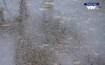 Thanh Hóa: Buộc dừng hoạt động công ty xả thải ra sông