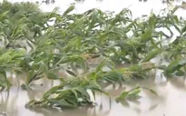 Hàng chục nghìn ha diện tích nông nghiệp ở miền Trung ngập úng do mưa lũ