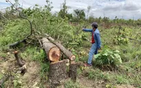Phát hiện vụ phá rừng quy mô 300ha tại Đắk Lắk