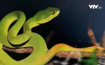 Mùa mưa, cẩn trọng với rắn độc