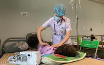 Chủ động ứng phó bệnh viêm gan cấp ở trẻ em