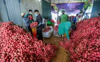 Hàng chục thương nhân Trung Quốc sang Bắc Giang thu mua vải thiều