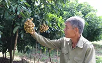Nhãn trái vụ được mùa, được giá