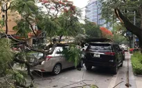 Hà Nội: Cây phượng gãy đổ đè bẹp hai xe ô tô
