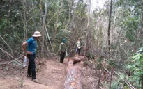 Gia Lai: Điều tra vụ phá 2,2 ha rừng phòng hộ