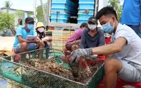 Giá tôm hùm giảm giá sâu