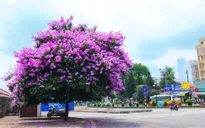 Hà Nội vào hè trong sắc hoa rực rỡ
