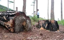 Cả ha rừng thông ở nội ô Đà Lạt bị phá trụi