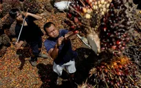 Indonesia dỡ bỏ lệnh cấm xuất khẩu dầu cọ vào tuần tới