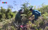 Lâm Đồng: Hơn 20 tỷ đồng trồng lại rừng sau giải tỏa