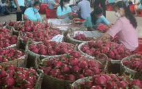 Đa dạng hóa thị trường xuất khẩu thanh long Việt