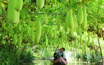 Phát triển du lịch nông thôn: Còn nhiều việc phải làm