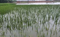 Mưa lớn gây ngập úng tại Vĩnh Phúc
